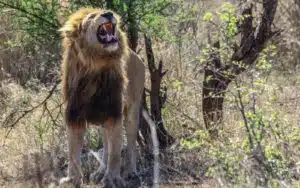safari afrique du sud lion rugit