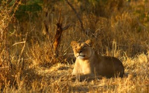 safari afrique du sud lionne