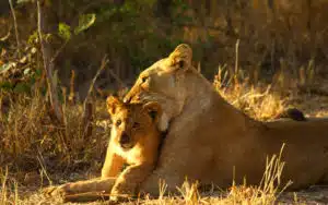 Safari Afrique du Sud Lionne et Lionceau