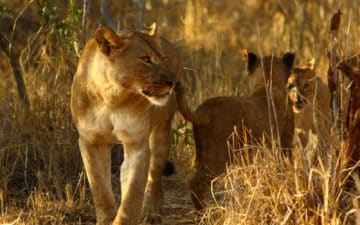 safari afrique du sud lionne savane