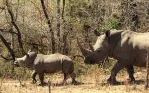safari afrique du sud rhinocéros