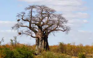 Safari Afrique du Sud Tree