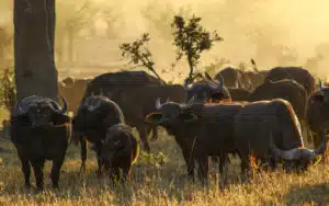 safari afrique du sud troupeau