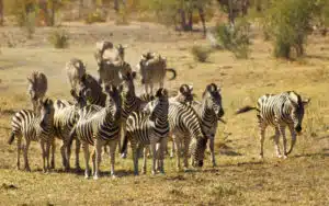 safari afrique du sud troupeau zebres
