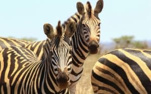 safari afrique du sud zèbres