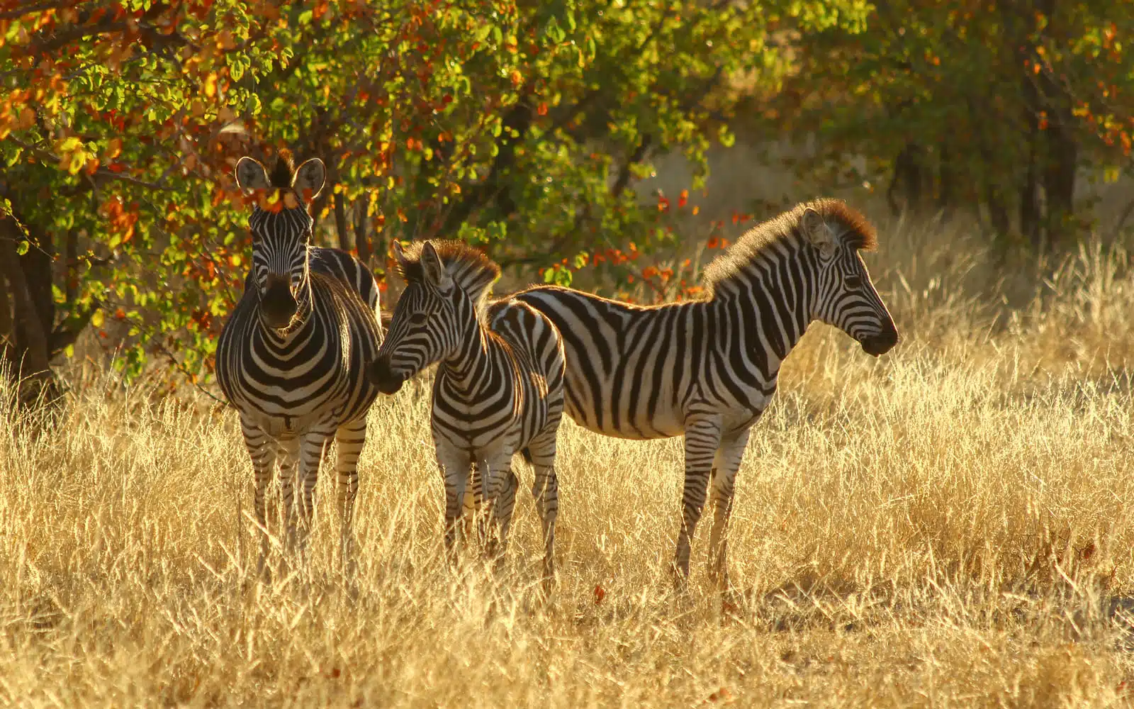 Safari Kenya Zèbres