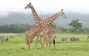 safari tanzanie arusha girafes
