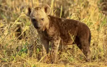 safari tanzanie bébé hyene