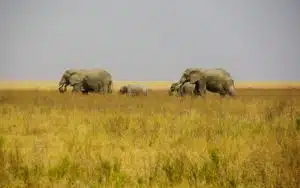 safari tanzanie éléphants