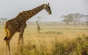 safari tanzanie girafes