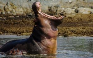 safari tanzanie hippopotame