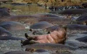 safari tanzanie hippopotame bain