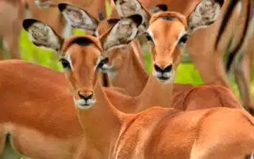 safari tanzanie impalas