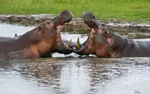 safari tanzanie katavi hippopotames