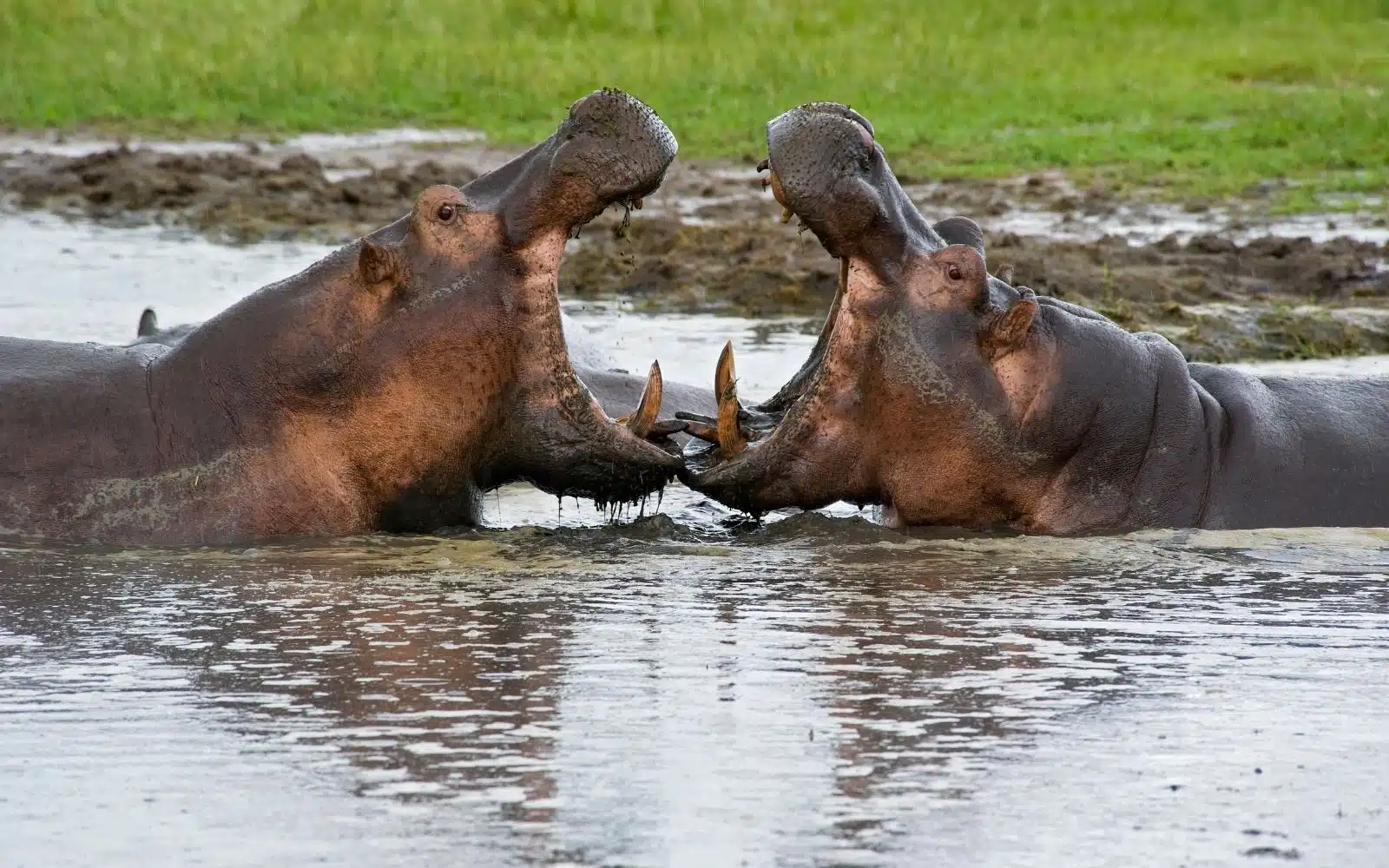 safari tanzanie katavi hippopotames