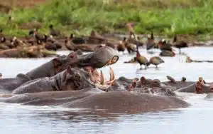 safari tanzanie lac manyara hippopotames