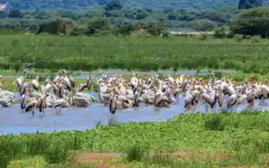 safari tanzanie lac manyara oiseaux