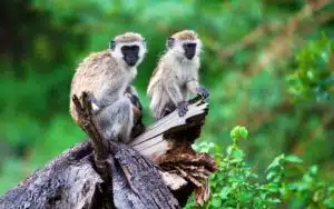 safari tanzanie lac manyara singes