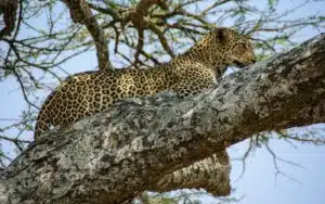 safari tanzanie leopard