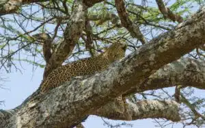 safari tanzanie leopard arbre