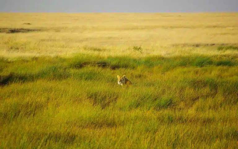 safari tanzanie lion