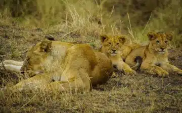 safari tanzanie lionceau lionne