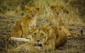 safari tanzanie lionne lionceaux