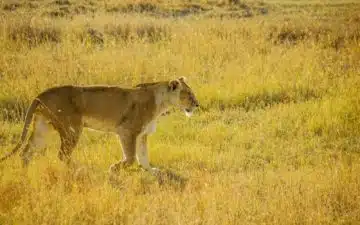 safari tanzanie lionne savane