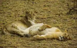 safari tanzanie lionnes