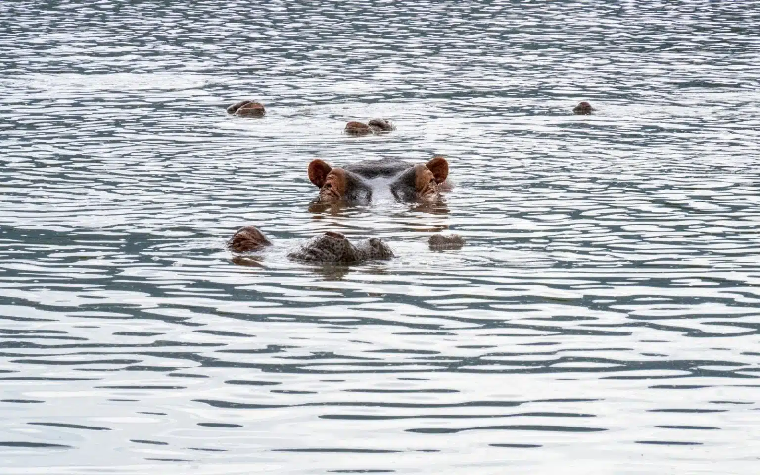 safari tanzanie ngorongo crater hippopotame