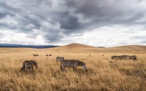 safari tanzanie ngorongo crater zebres