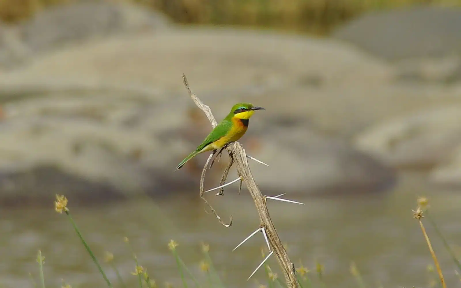 safari tanzanie petit guêpier