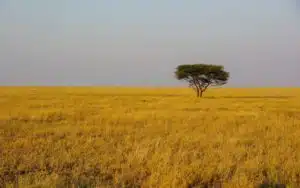 safari tanzanie plaine