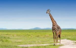 safari tanzanie plaines katavi girafe