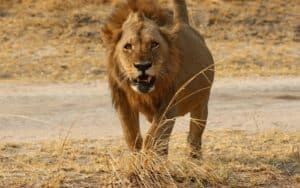 safari tanzanie plaines katavi lion