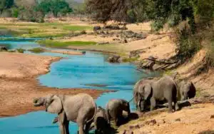 safari tanzanie ruaha elephants