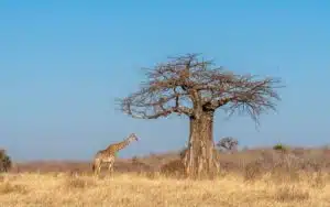 safari tanzanie ruaha national park girafe