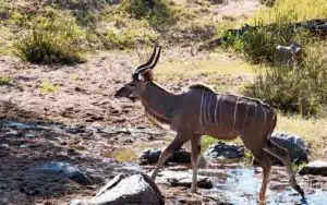 safari tanzanie ruaha national park koudou
