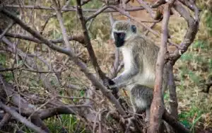 safari tanzanie ruaha national park singe