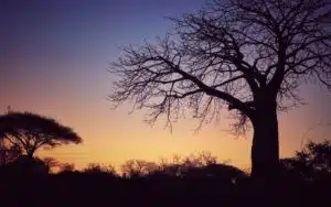 safari tanzanie ruaha national park tree