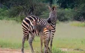 safari tanzanie ruaha national park zebres