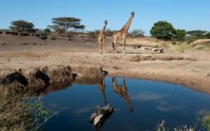 safari tanzanie serengeti girafes eau