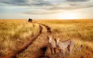 safari tanzanie serengeti guepards