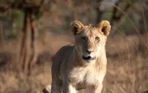 safari tanzanie serengeti lion