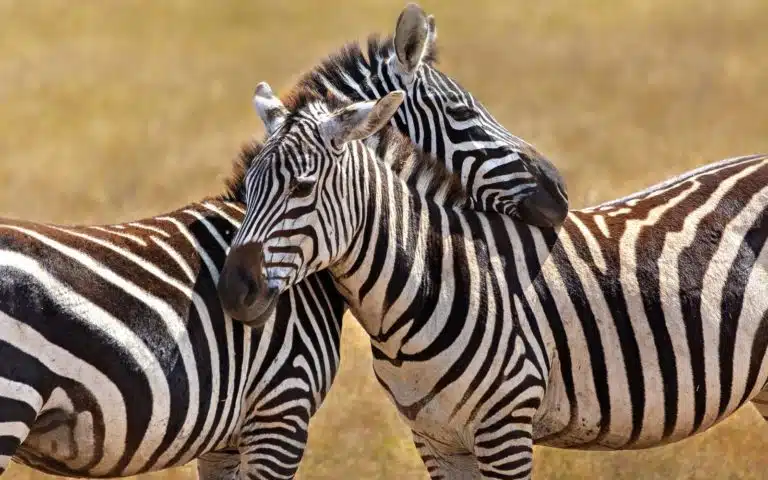 safari tanzanie zebres
