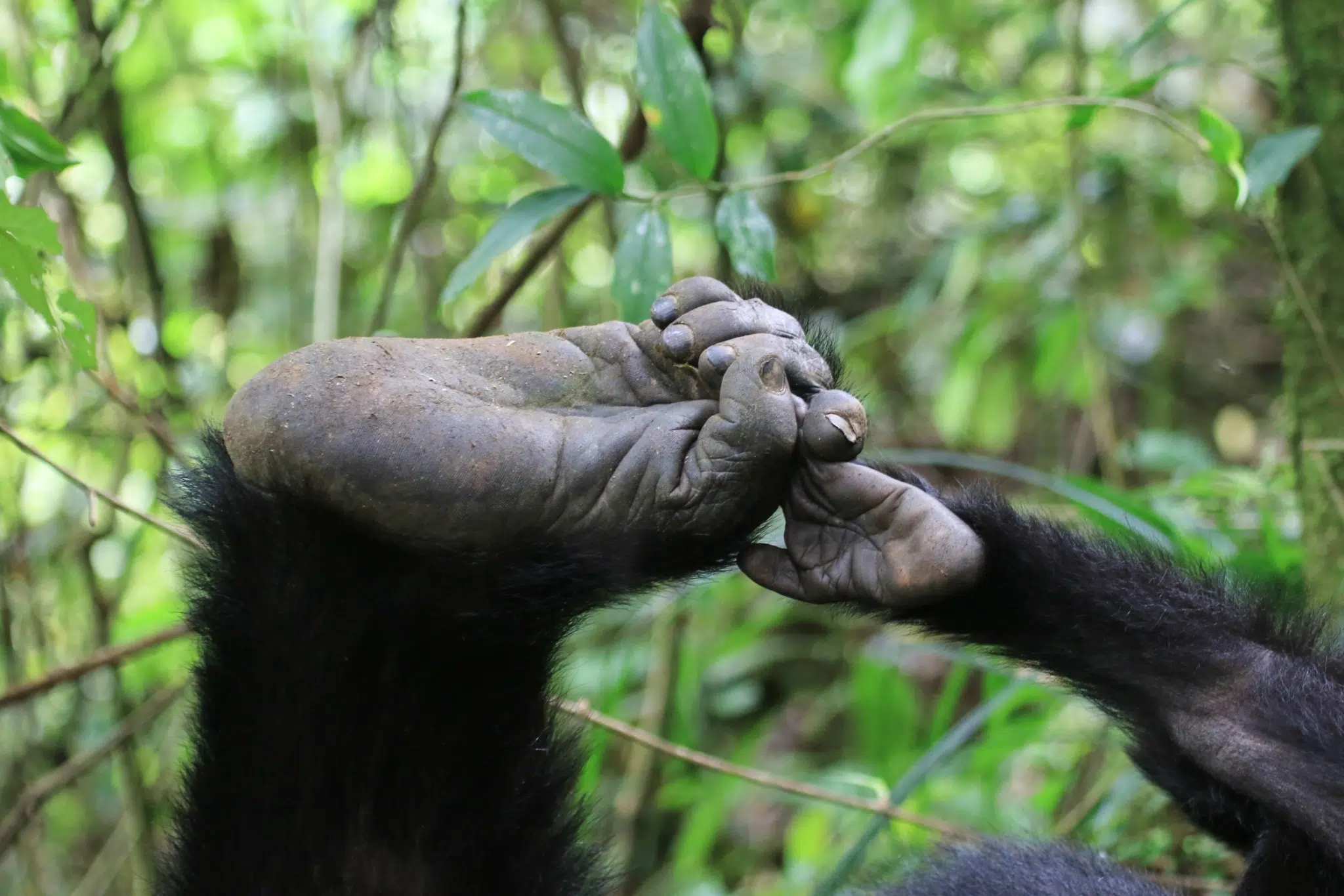 Face à face avec les grands singes