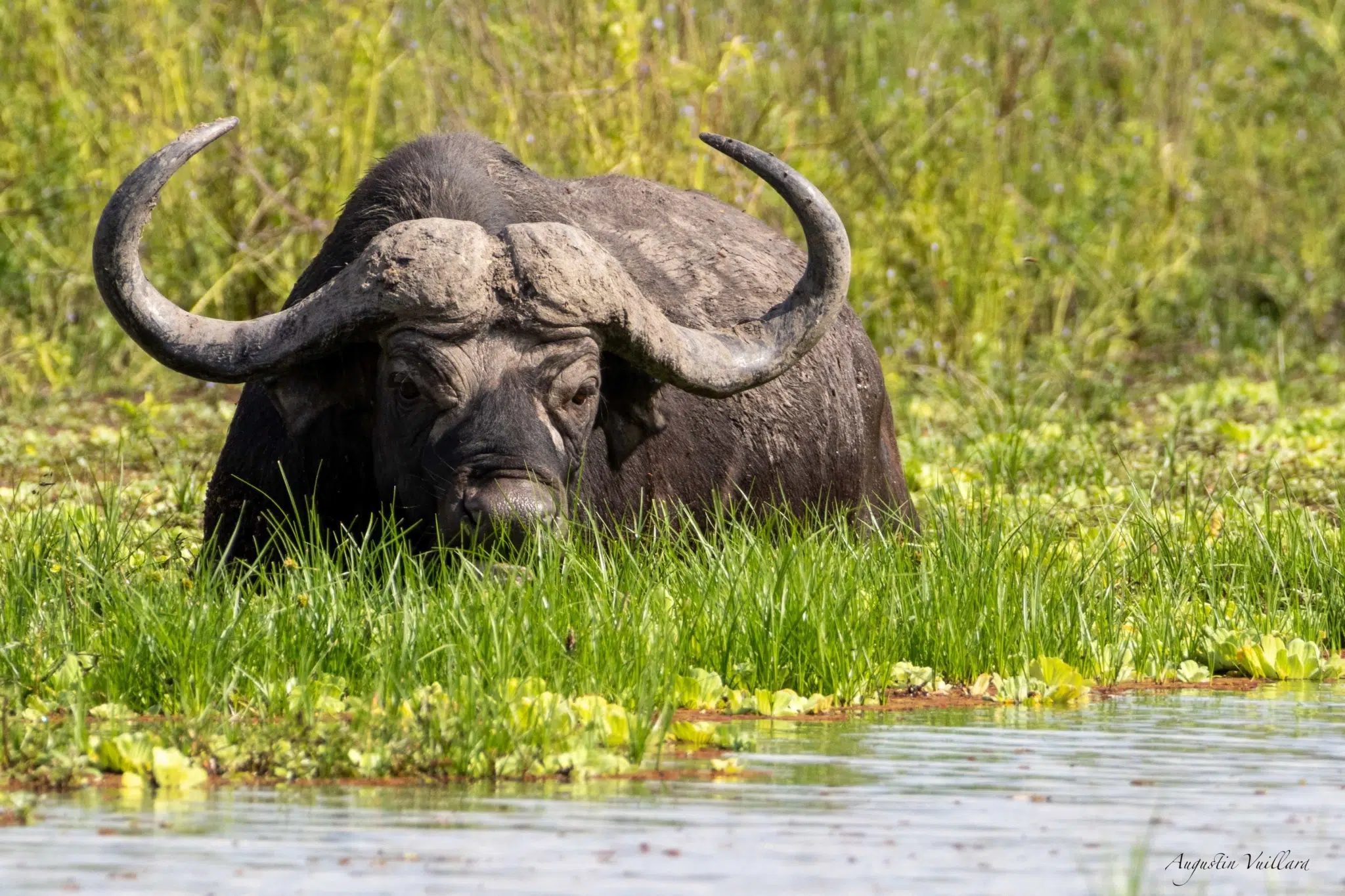Le Delta de l&rsquo;Okavango : safari inoubliable en Afrique australe