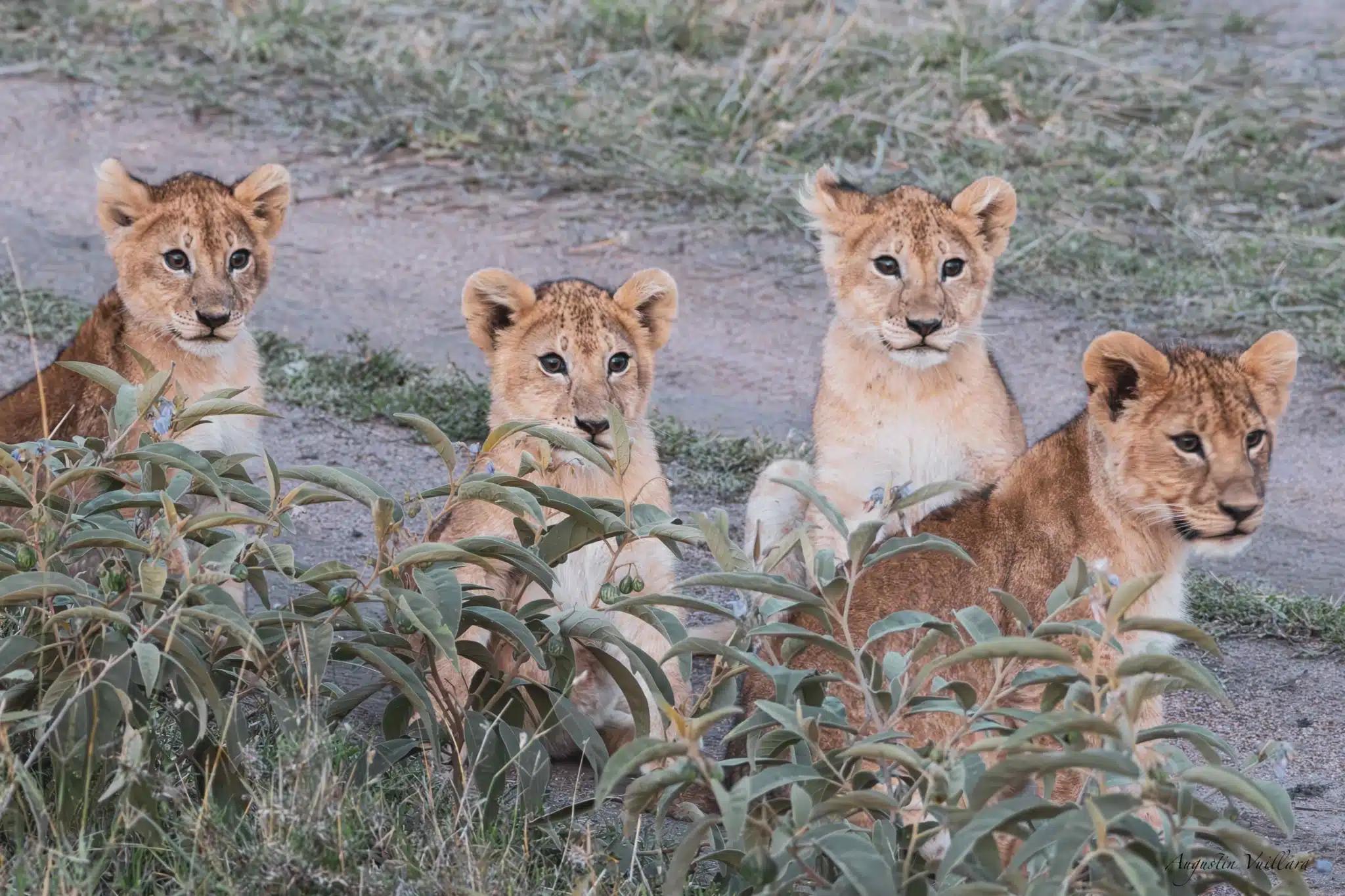 Augustin et Lénaïc retrouvent le Serengeti