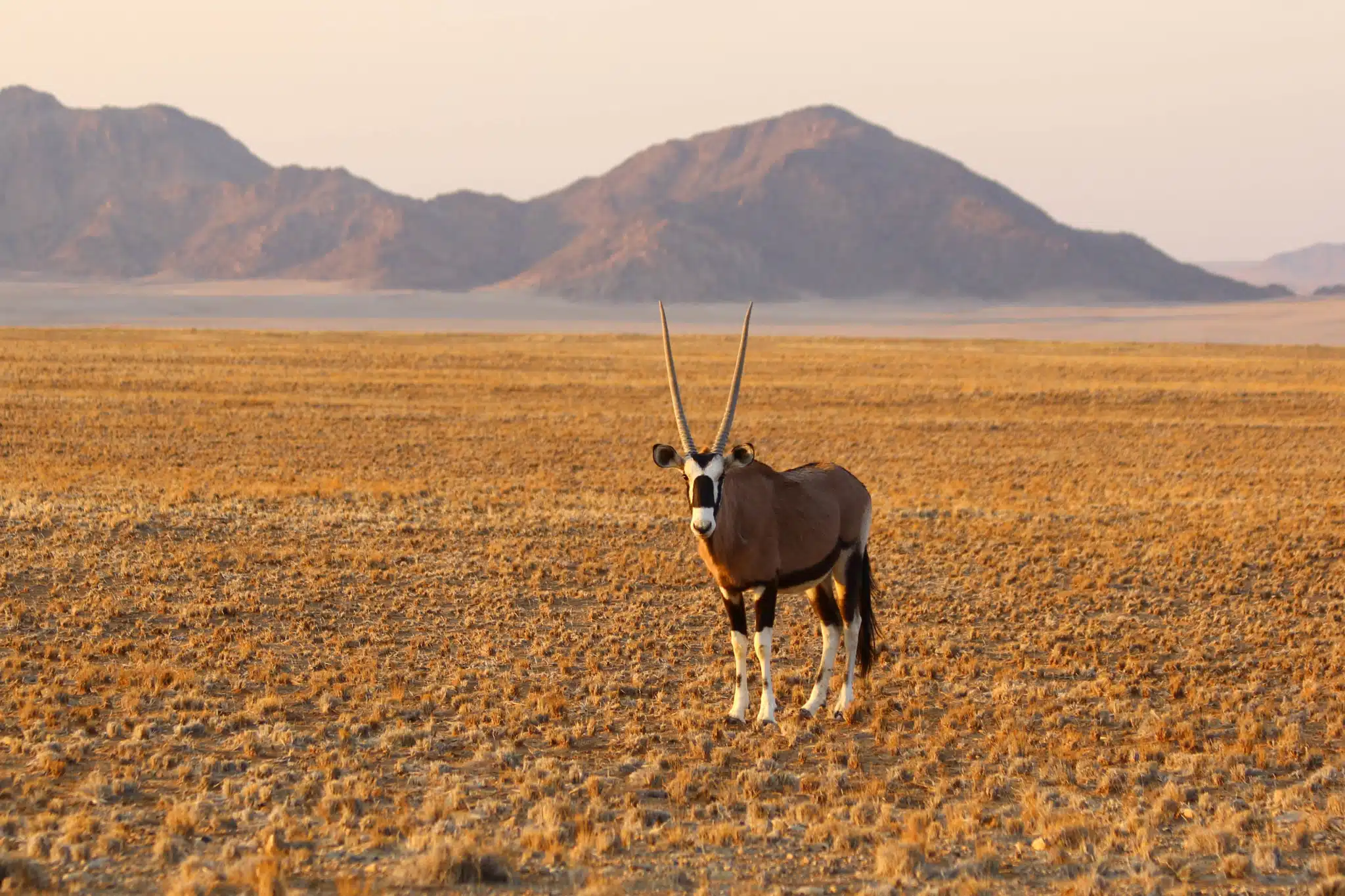 La Namibie, une véritable destination safari ?